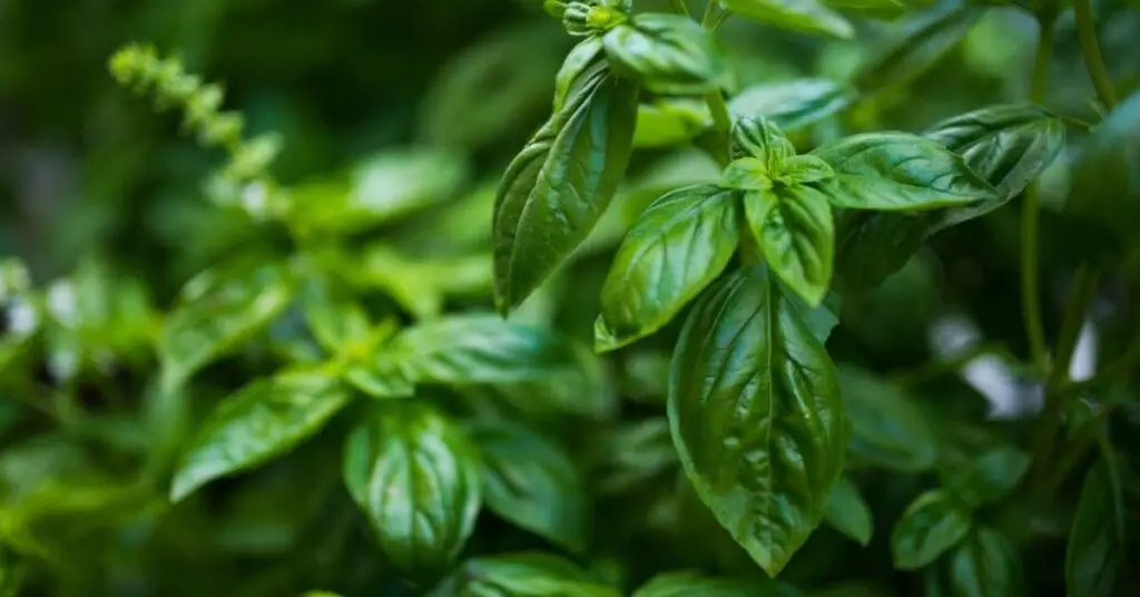 Is Pizza Healthy? The Surprising Health Benefits Of Pizza 11 wild basil Is Pizza Healthy? The Surprising Health Benefits Of Pizza