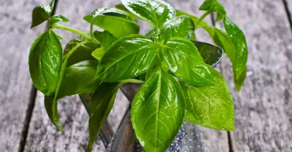 when to add basil to pizza 2 When To Add Basil To Pizza - Your Guide To Using Fresh & Dry Basil
